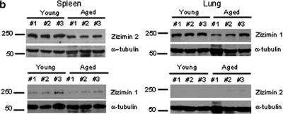 Western Blot: DOCK9 Antibody [NB500-265]