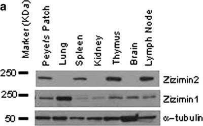 Western Blot: DOCK9 Antibody [NB500-265]