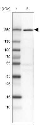 Western Blot: DOCK9 Antibody [NBP2-38517]