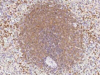 Immunohistochemistry-Paraffin: DOK3 Antibody [NBP2-99574]