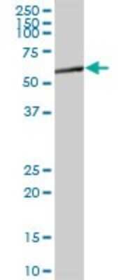 Western Blot: DOK3 Antibody [H00079930-B01P]