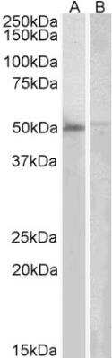 Western Blot: DOK3 Antibody [NB100-838]