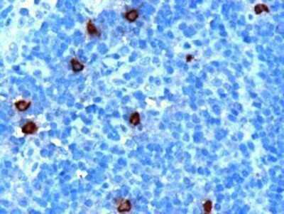 Immunohistochemistry-Paraffin: DOK5 Antibody [NB100-1463]