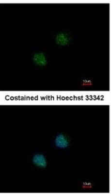 Immunocytochemistry/ Immunofluorescence: DXO Antibody [NBP1-33509]