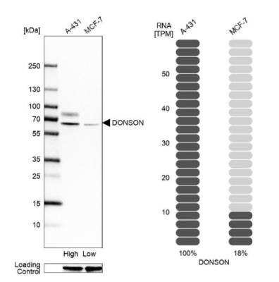 Western Blot: DONSON Antibody [NBP2-38599]