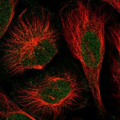 Immunocytochemistry/ Immunofluorescence: DOPEY1 Antibody [NBP1-90582]