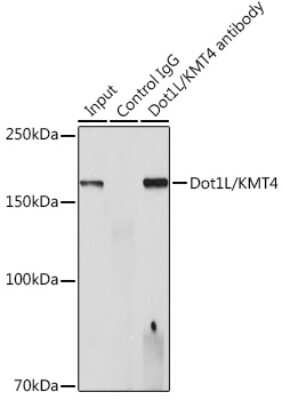 Immunoprecipitation: DOT1L Antibody (7A10H9) [NBP3-15446]