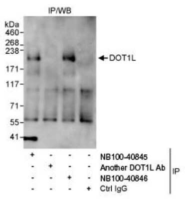 Immunoprecipitation: DOT1L Antibody [NB100-40846]