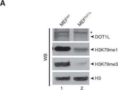 Western Blot: DOT1L Antibody [NB100-40845]