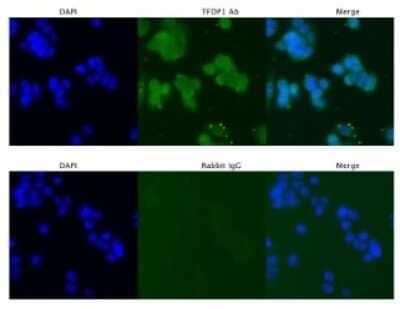 Immunocytochemistry/ Immunofluorescence: DP1 Antibody [NBP3-10877]