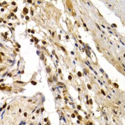 Immunohistochemistry-Paraffin: DP1 Antibody - Azide and BSA Free [NBP2-92787]