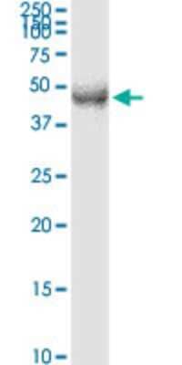 Western Blot: DP2 Antibody (2E6) [H00007029-M01]