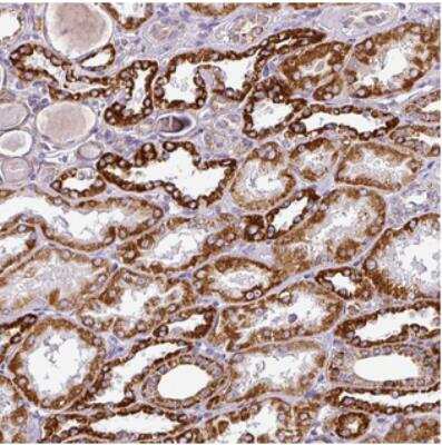 Immunohistochemistry-Paraffin: DPAGT1 Antibody [NBP2-30375]