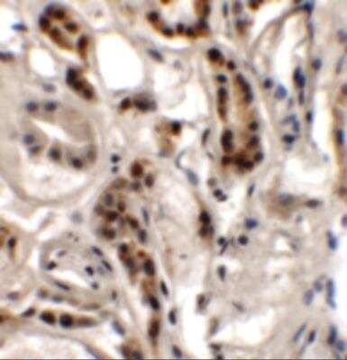 Immunohistochemistry: DPAGT1 Antibody - BSA Free [NBP2-81923]