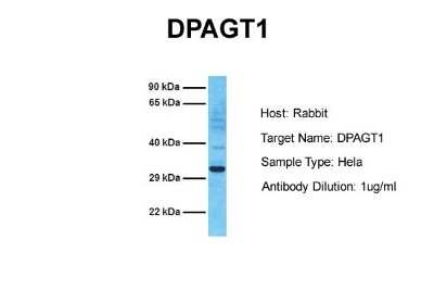 Western Blot: DPAGT1 Antibody [NBP2-84815]