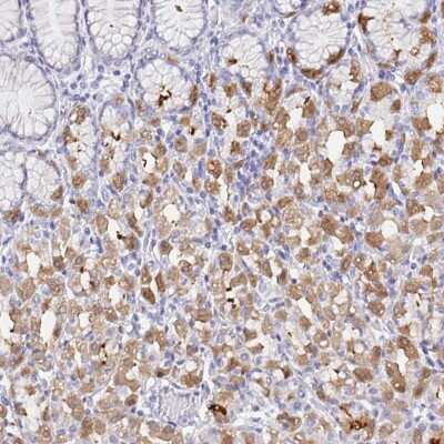 Immunohistochemistry-Paraffin: DPCR-1 Antibody [NBP1-89995]