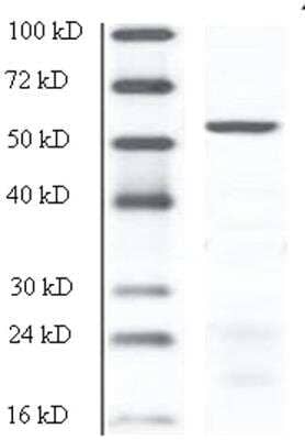 Western Blot: DPCR-1 Antibody [NBP1-60094]