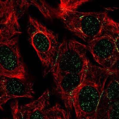 Immunocytochemistry/ Immunofluorescence: DPEP1 Antibody [NBP1-86087]