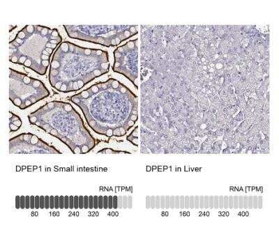 Immunohistochemistry-Paraffin: DPEP1 Antibody [NBP1-86115]