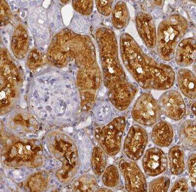 Immunohistochemistry-Paraffin: DPEP1 Antibody [NBP1-86115]