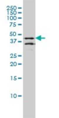 Western Blot: DPF2 Antibody (2F6) [H00005977-M01]