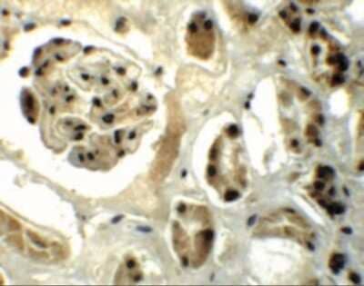 Immunohistochemistry-Paraffin: DPF2 Antibody - BSA Free [NBP1-76512]