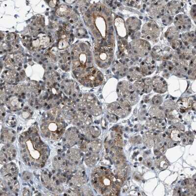 Immunohistochemistry-Paraffin: DPF2 Antibody [NBP1-87138]