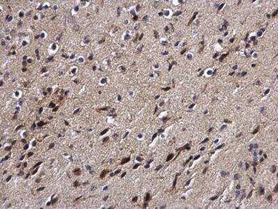 Immunohistochemistry-Paraffin: DPF2 Antibody [NBP2-16217]