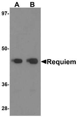 Western Blot: DPF2 AntibodyBSA Free [NBP1-76512]