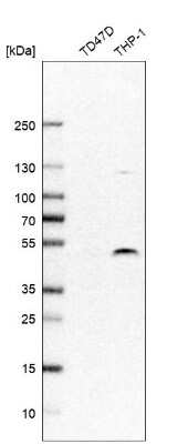 Western Blot: DPF2 Antibody [NBP1-87138]