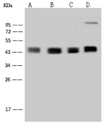 Western Blot: DPF2 Antibody [NBP2-97764]