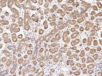 Immunohistochemistry-Paraffin: DPF3 Antibody [NBP2-99185]