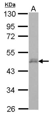 Western Blot: DPF3 Antibody [NBP2-14910]