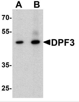 Western Blot: DPF3 AntibodyBSA Free [NBP2-82087]