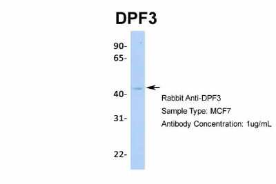Western Blot: DPF3 Antibody [NBP2-87297]