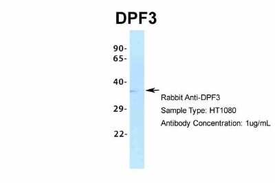 Western Blot: DPF3 Antibody [NBP2-87297]