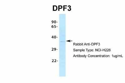 Western Blot: DPF3 Antibody [NBP2-87297]