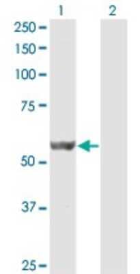 Western Blot: DPH2 Antibody (3F7) [H00001802-M07]