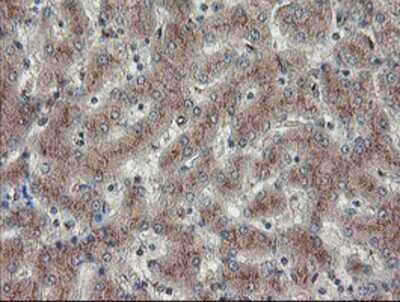 Immunohistochemistry-Paraffin: DPH2 Antibody (OTI4E7) [NBP2-03732]