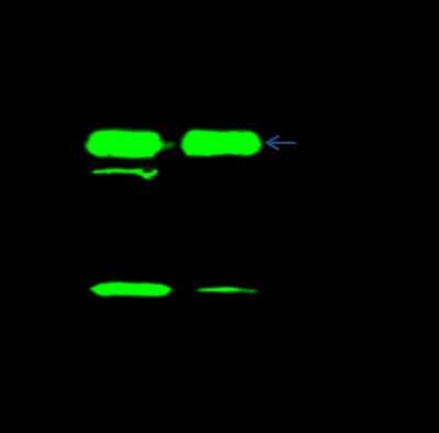 Immunoprecipitation: DPH4 Antibody [NBP2-99139]