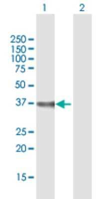 Western Blot: DPH5 Antibody [H00051611-B01P]