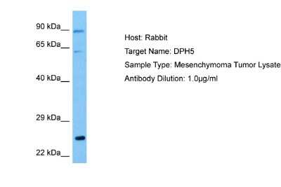 Western Blot: DPH5 Antibody [NBP2-87300]