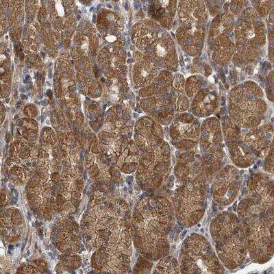 Immunohistochemistry-Paraffin: DPM1 Antibody [NBP2-13935]