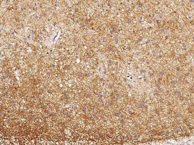 Immunohistochemistry-Paraffin: DPM1 Antibody [NBP2-98802]