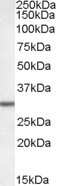 Western Blot: DPM1 Antibody [NBP1-05033]