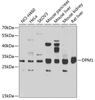 Western Blot: DPM1 AntibodyBSA Free [NBP2-92678]