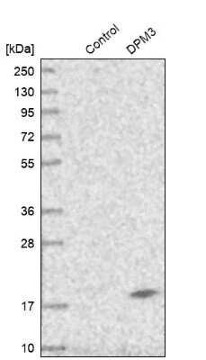 Western Blot: DPM3 Antibody [NBP1-81216]