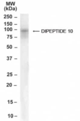 Western Blot: DPP10 Antibody [NB100-1511]