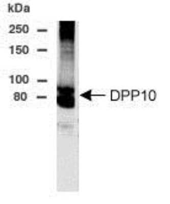 Western Blot: DPP10 AntibodyBSA Free [NB100-645]