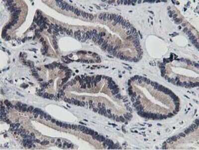Immunohistochemistry-Paraffin: DPP3 Antibody (OTI2D9) [NBP2-01007]